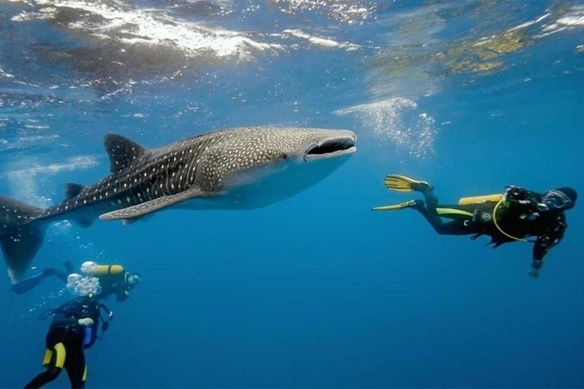jerung paus berenang di sebelah orang di dalam air