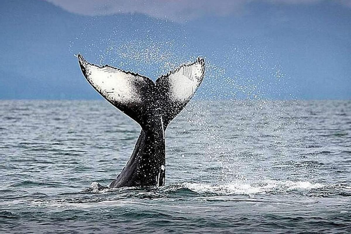 una coda di balena che spunta dall'acqua