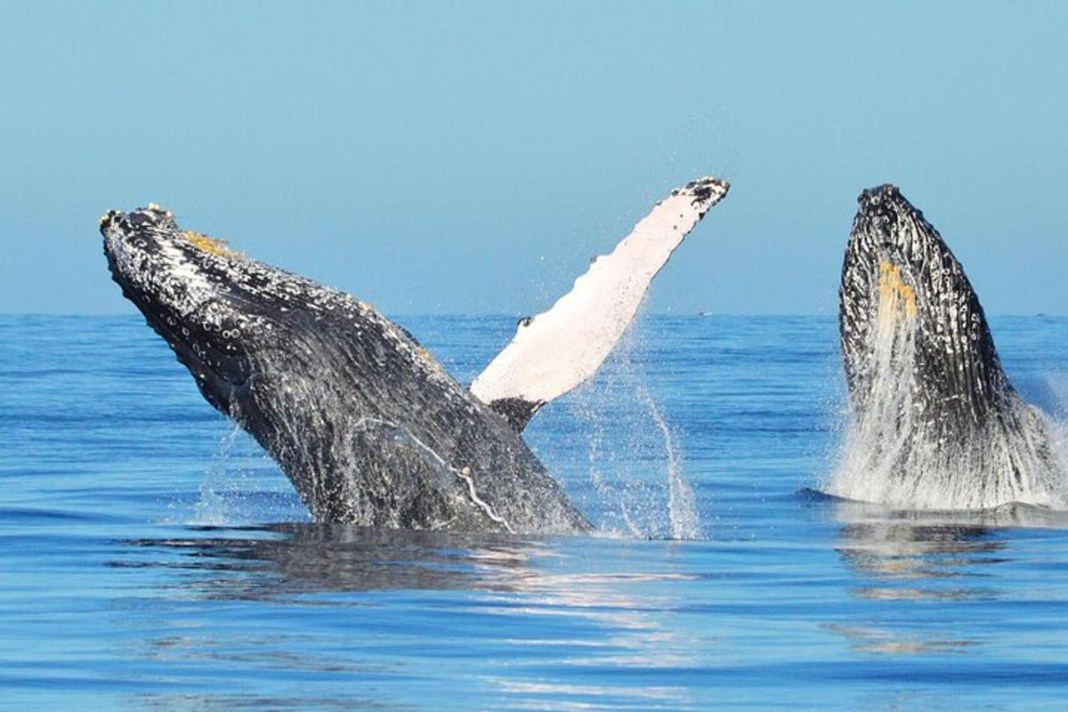 un delfino che muove le zampe nell'acqua