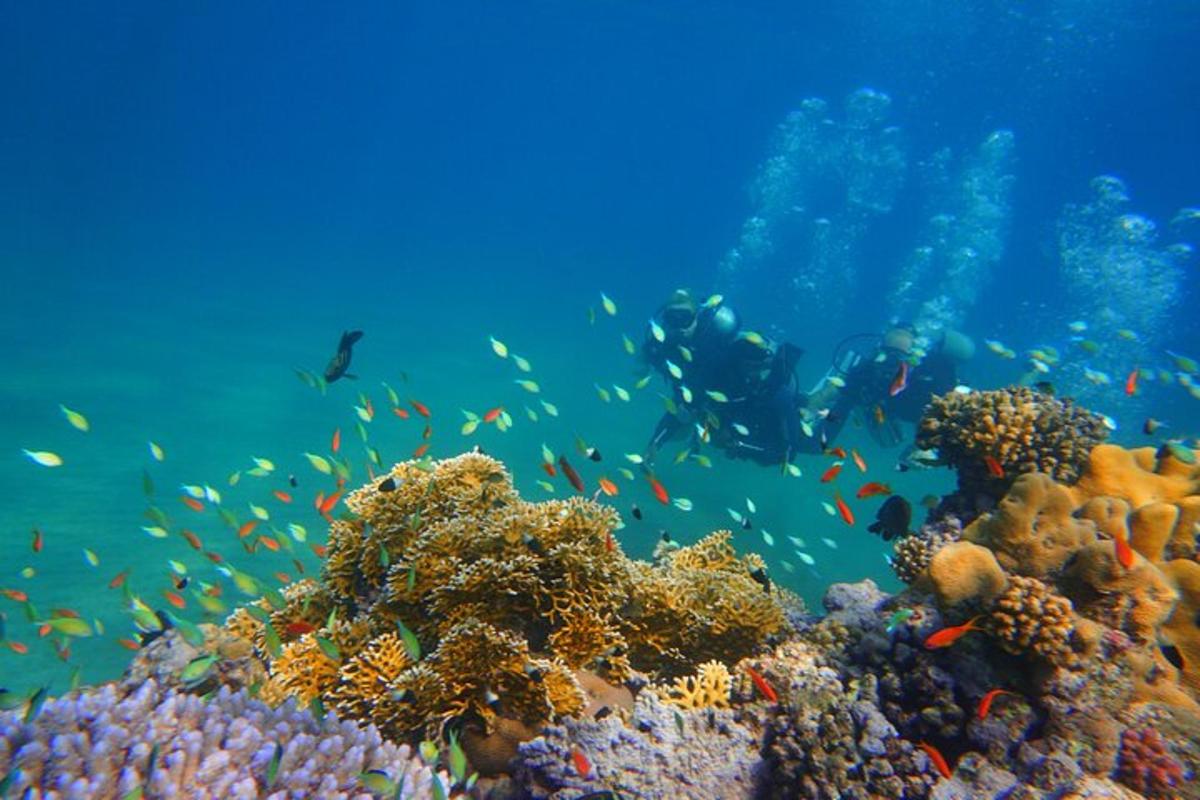 un escull de corall amb peixos a l'oceà