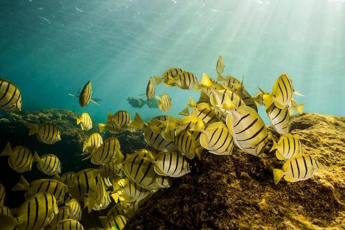 un grup de pești care înoată în ocean