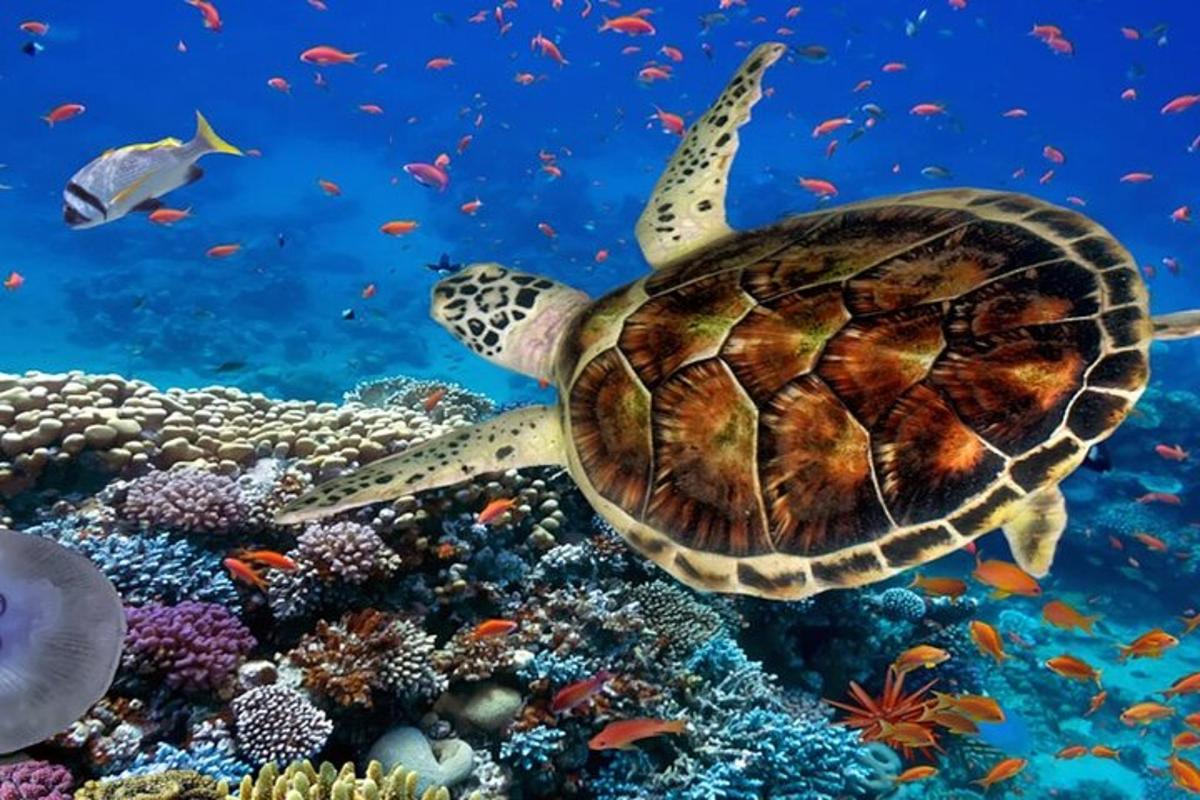 Μια θαλάσσια χελώνα κολυμπάει πάνω από έναν κοραλλιογενή ύφαλο