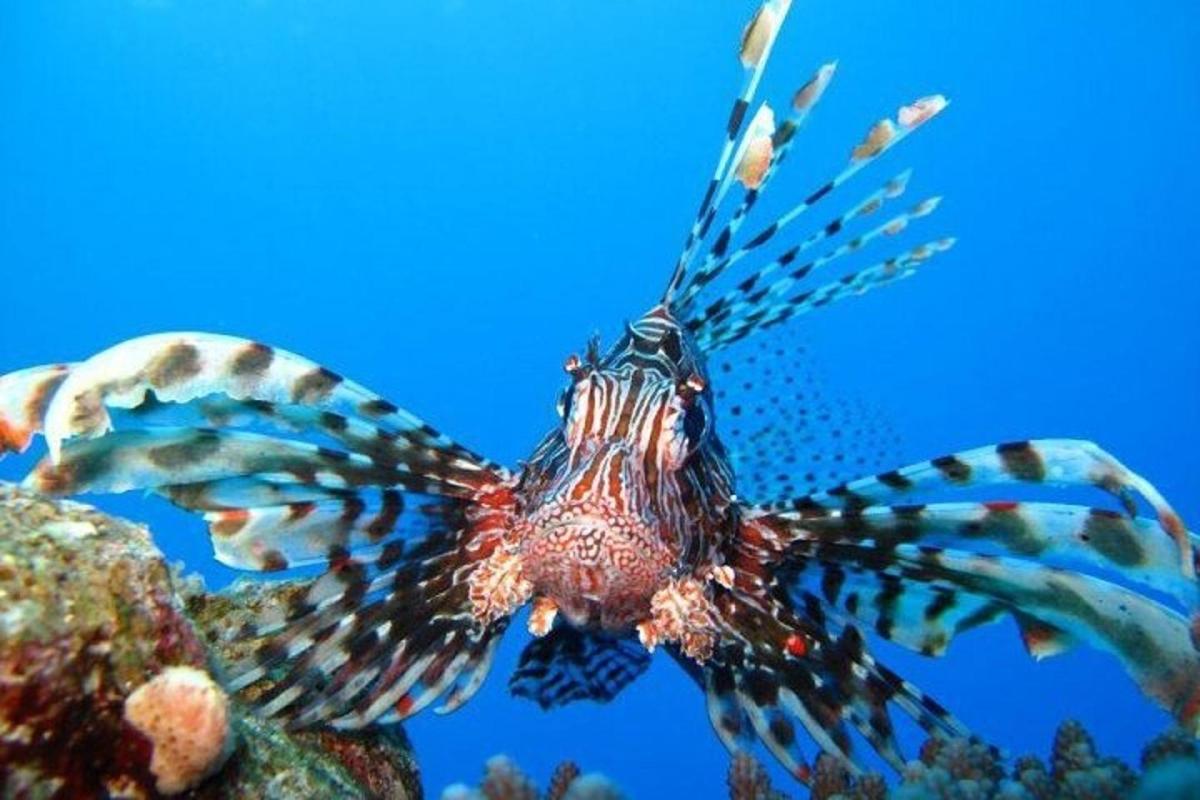 levja riba, ki plava v oceanu na grebenu