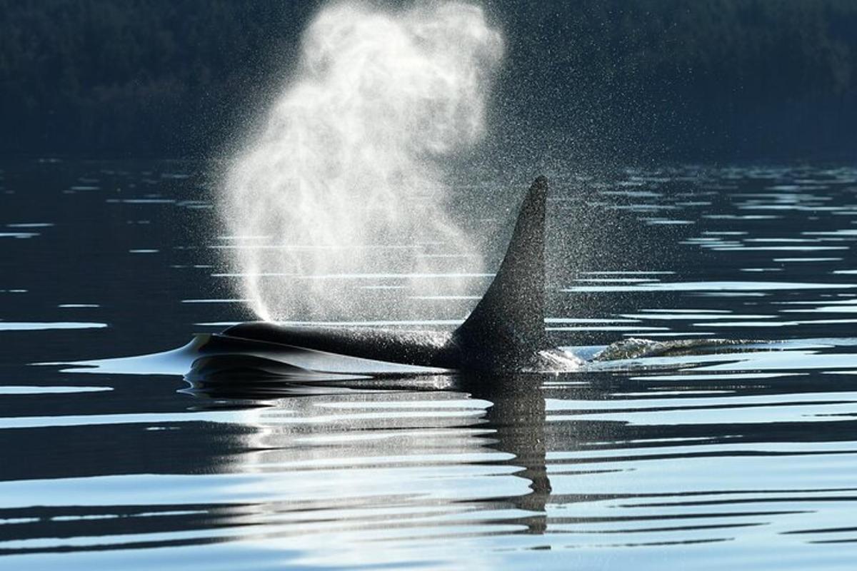 a shark in the water with smoke coming out