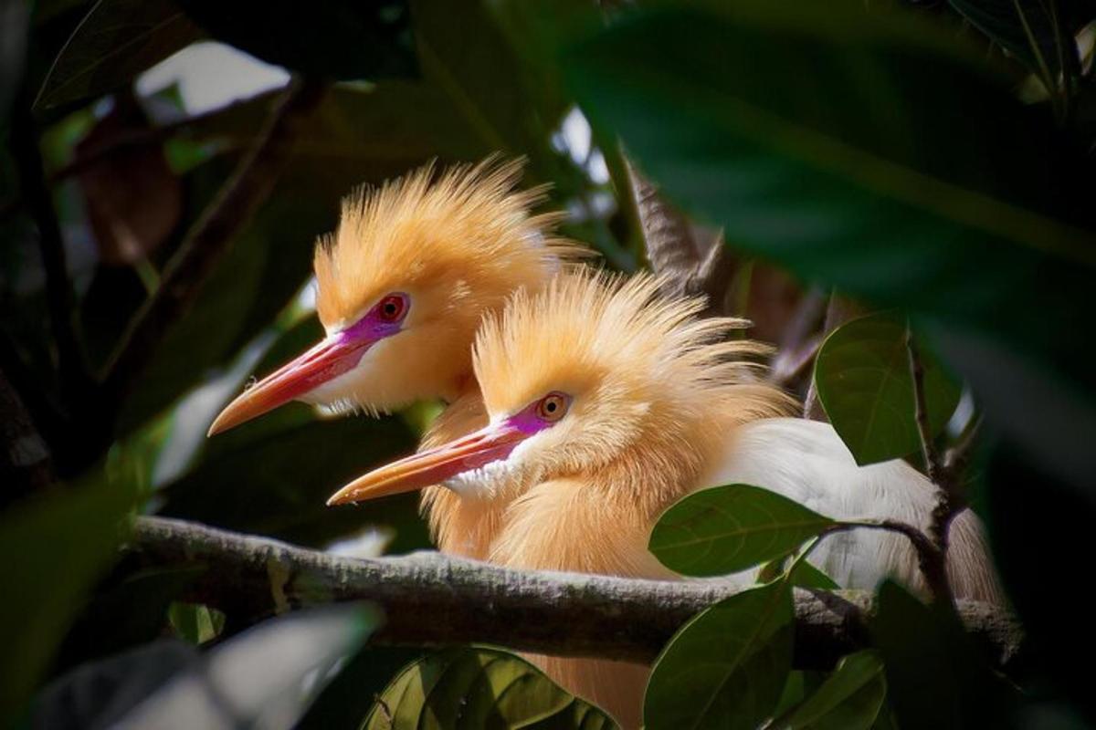 dois pássaros amarelos sentados em um galho de árvore