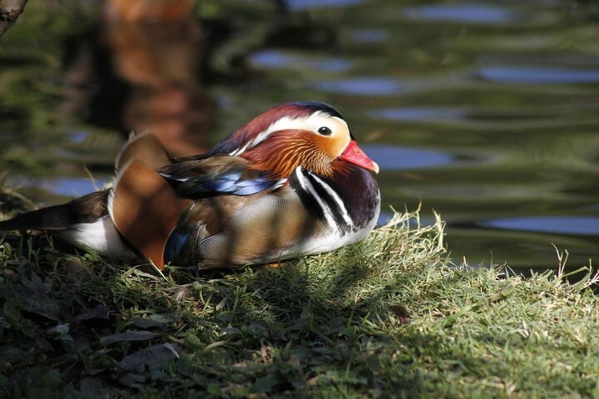 um pato sentado na beira de um corpo d'água
