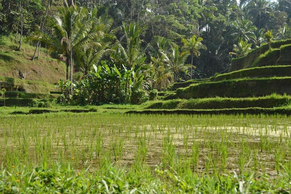 um campo de grama com palmeiras ao fundo