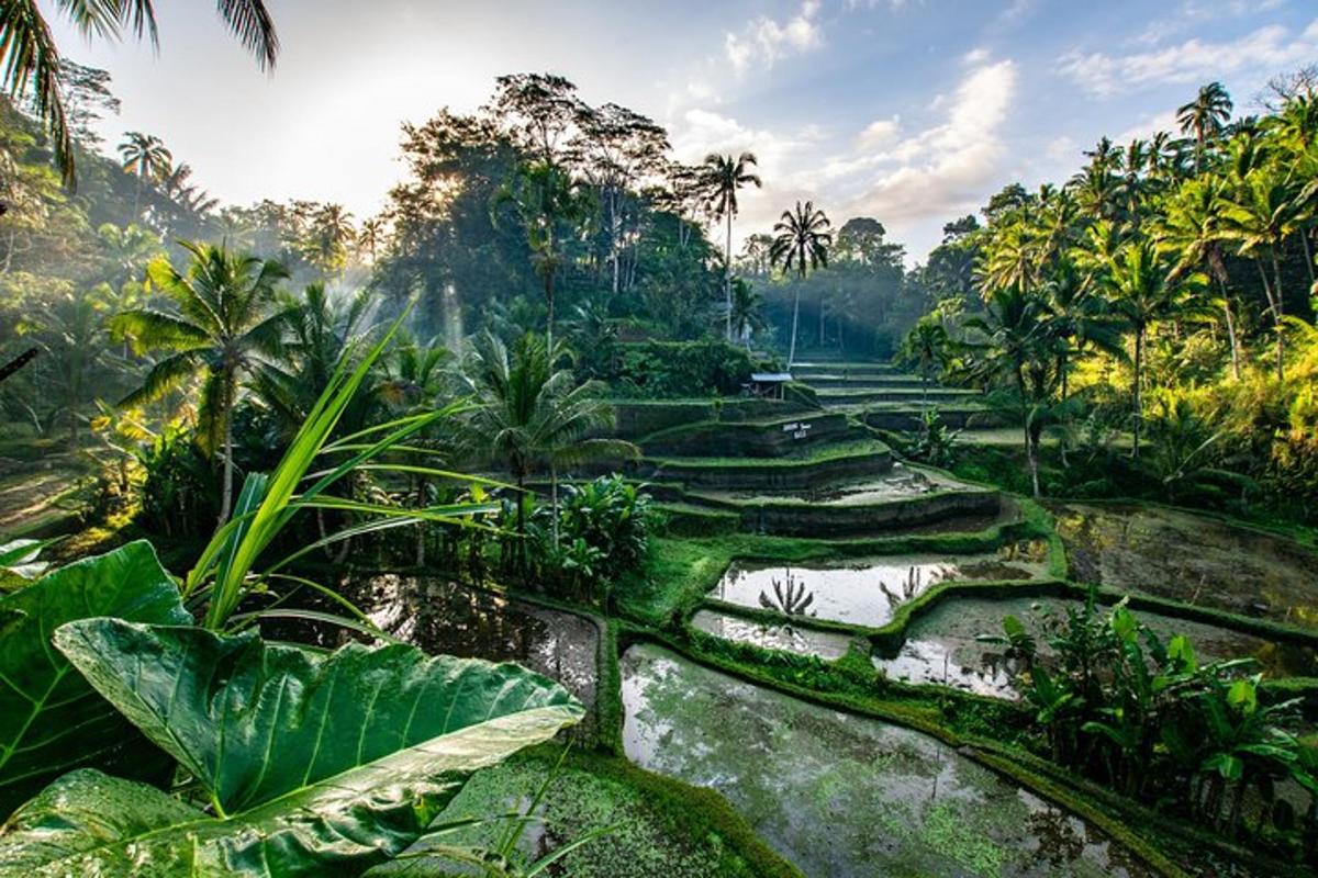 un campo en medio de una jungla con árboles