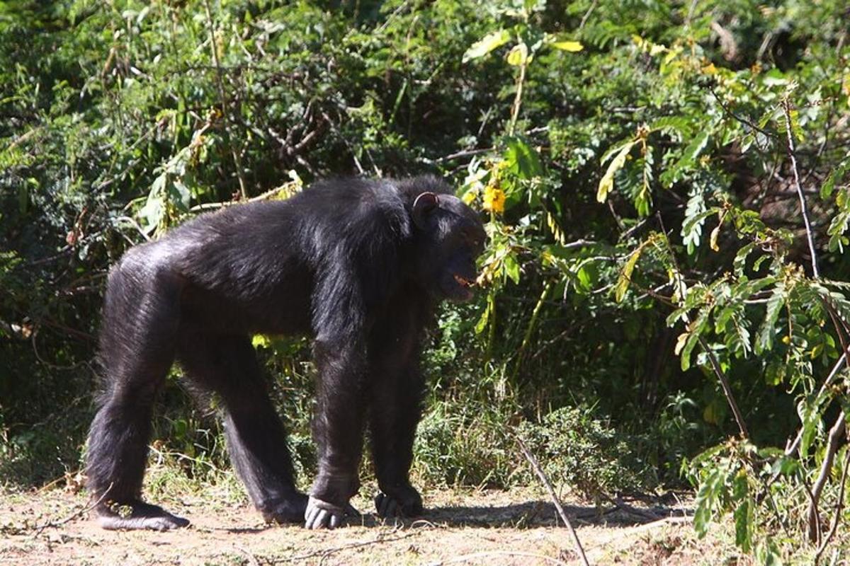 seekor beruang hitam kecil berjalan di rerumputan