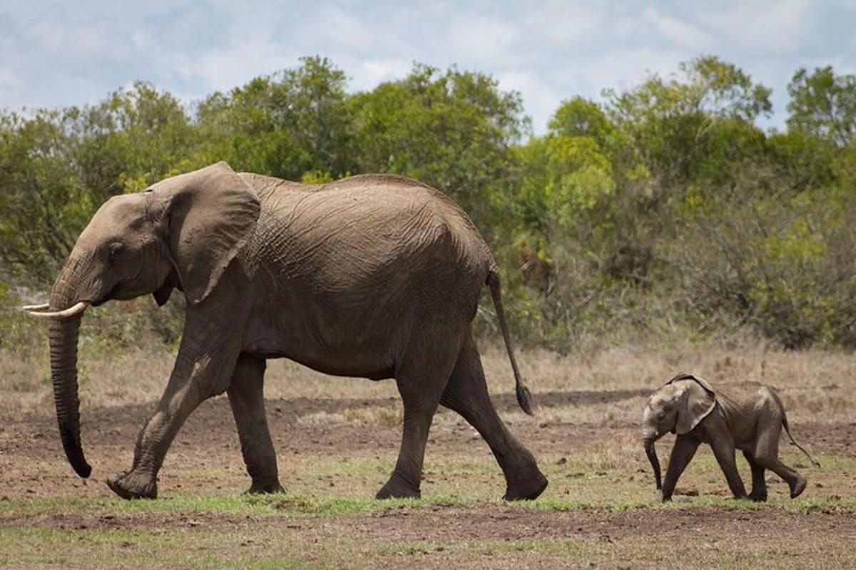 seekor induk gajah dan seekor anak gajah berjalan di ladang