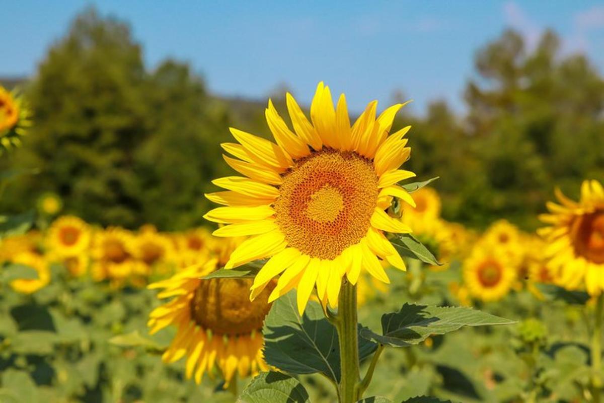 a large yellow sunflower in a field of sunflowers