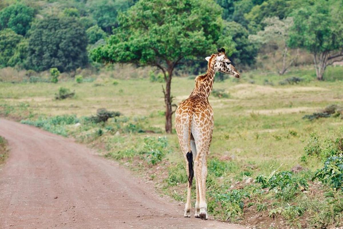 a giraffe standing on the side of a dirt road