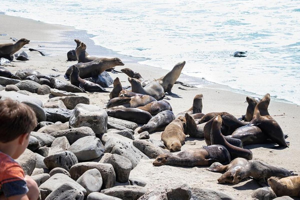 un grup de foques estirades a la platja