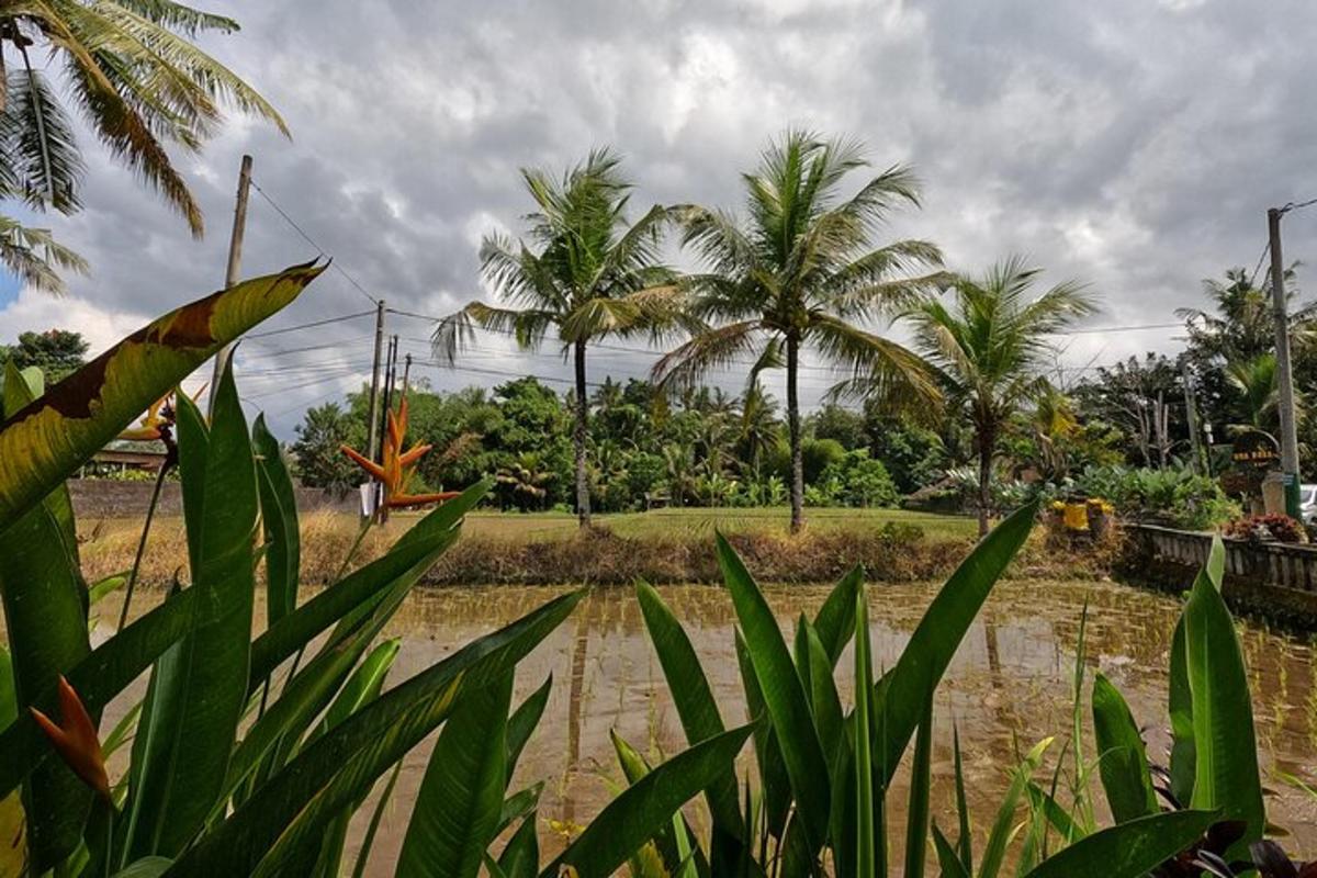 padang dengan pokok palma dan badan air