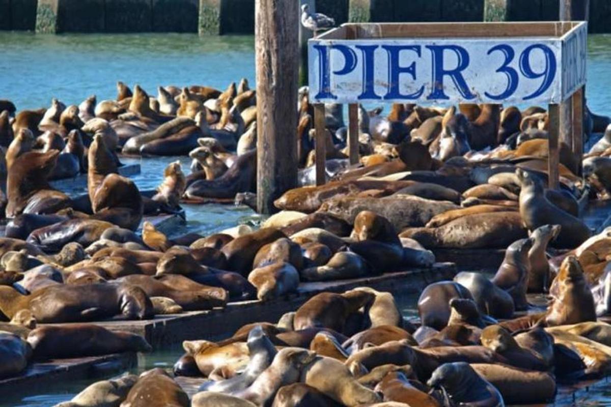 sekumpulan besar anjing laut yang terletak di dalam air