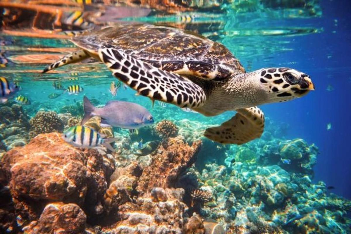 mořská želva plave v oceánu s rybami