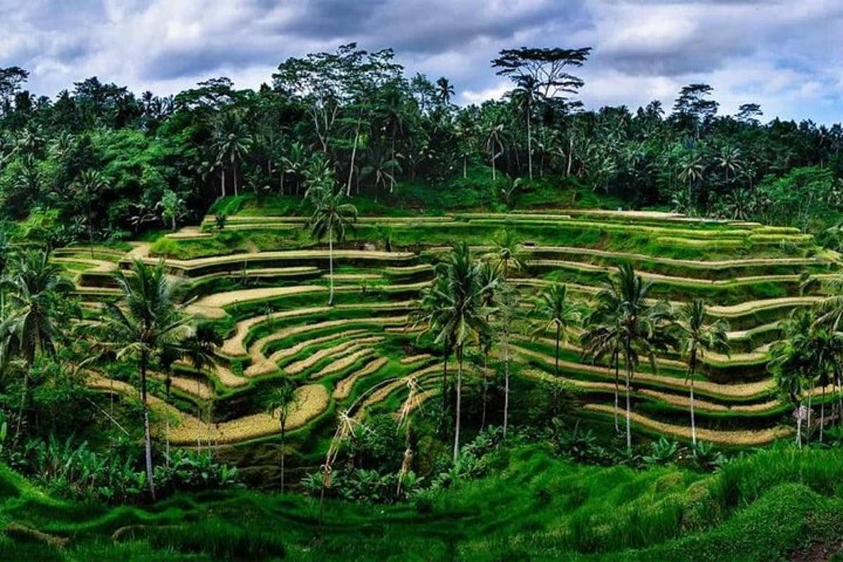 Un exuberante campo verde con palmeras en una colina