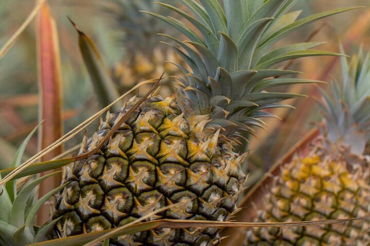 een close-up van een ananas op een boom