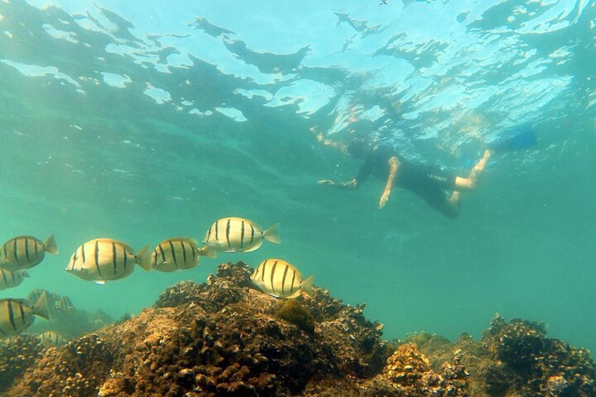 o persoană care înoată în ocean lângă un grup de pești