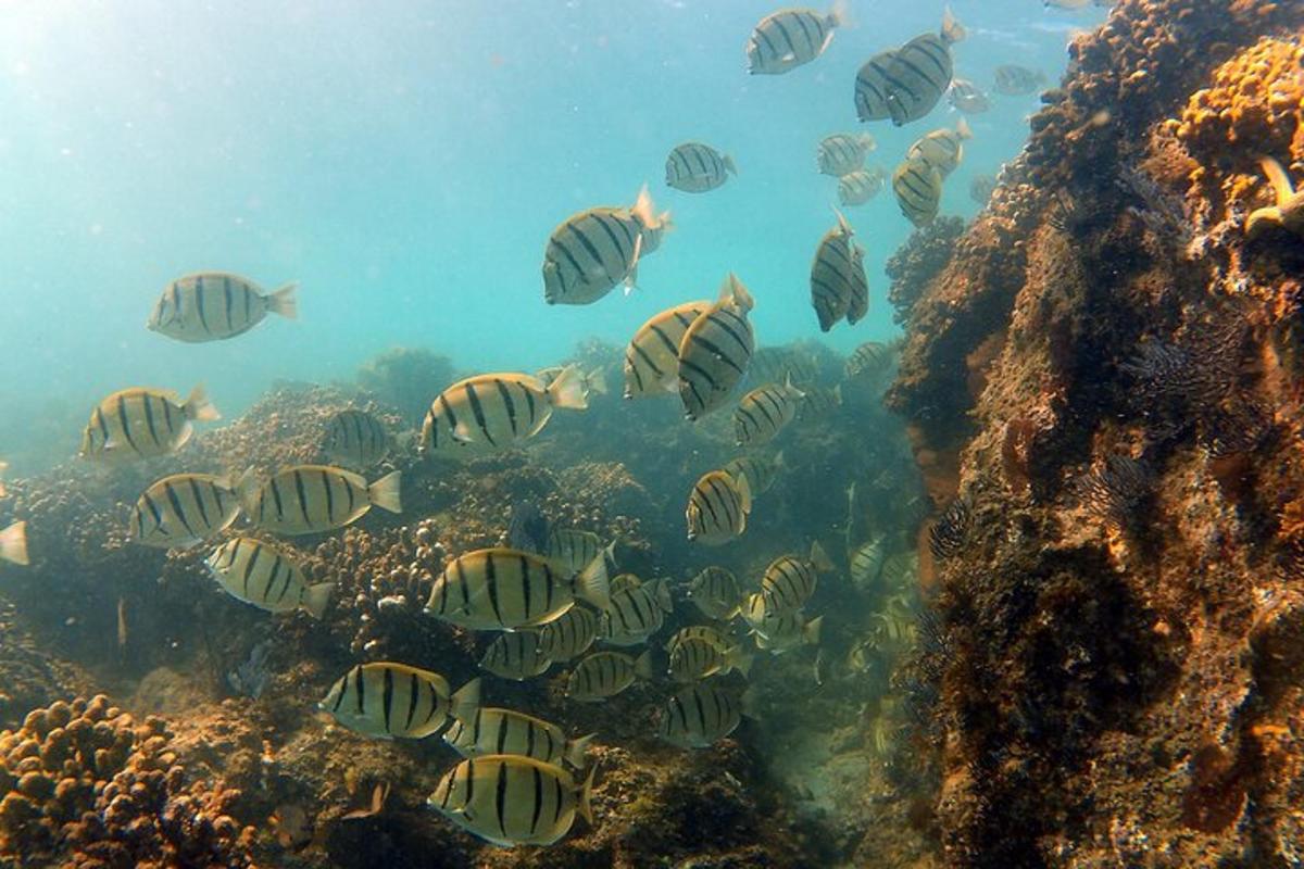 un grup de pești care înoată în ocean