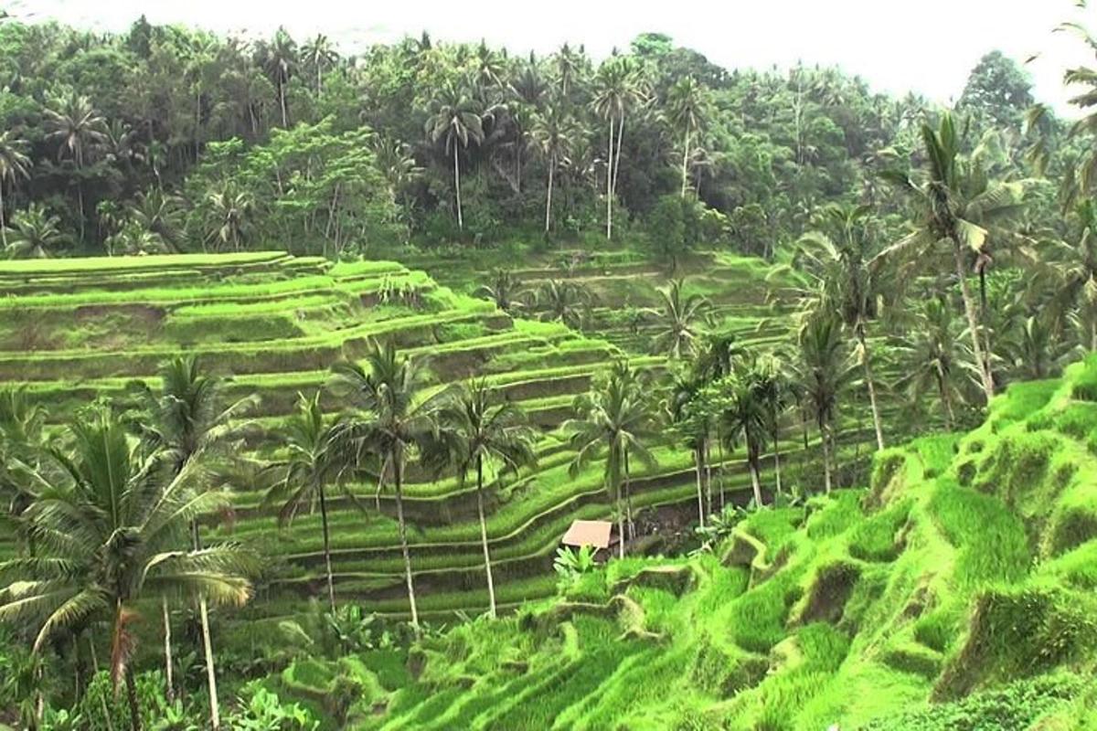 丘の上のヤシの木のある緑の野原
