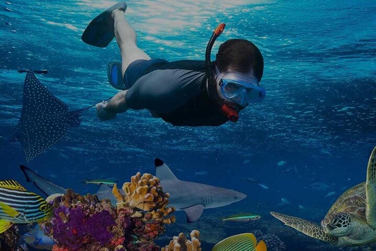 女性がサメと一緒に海で泳いでいる