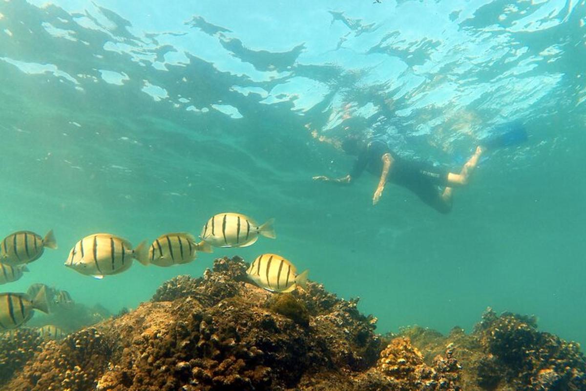 skupina ryb plavajících v oceánu