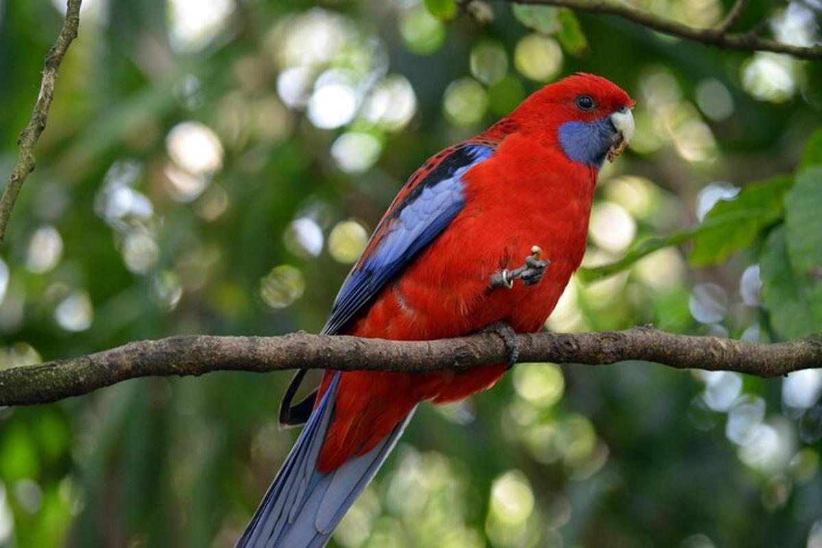 een rode vogel die op een boomtak zit