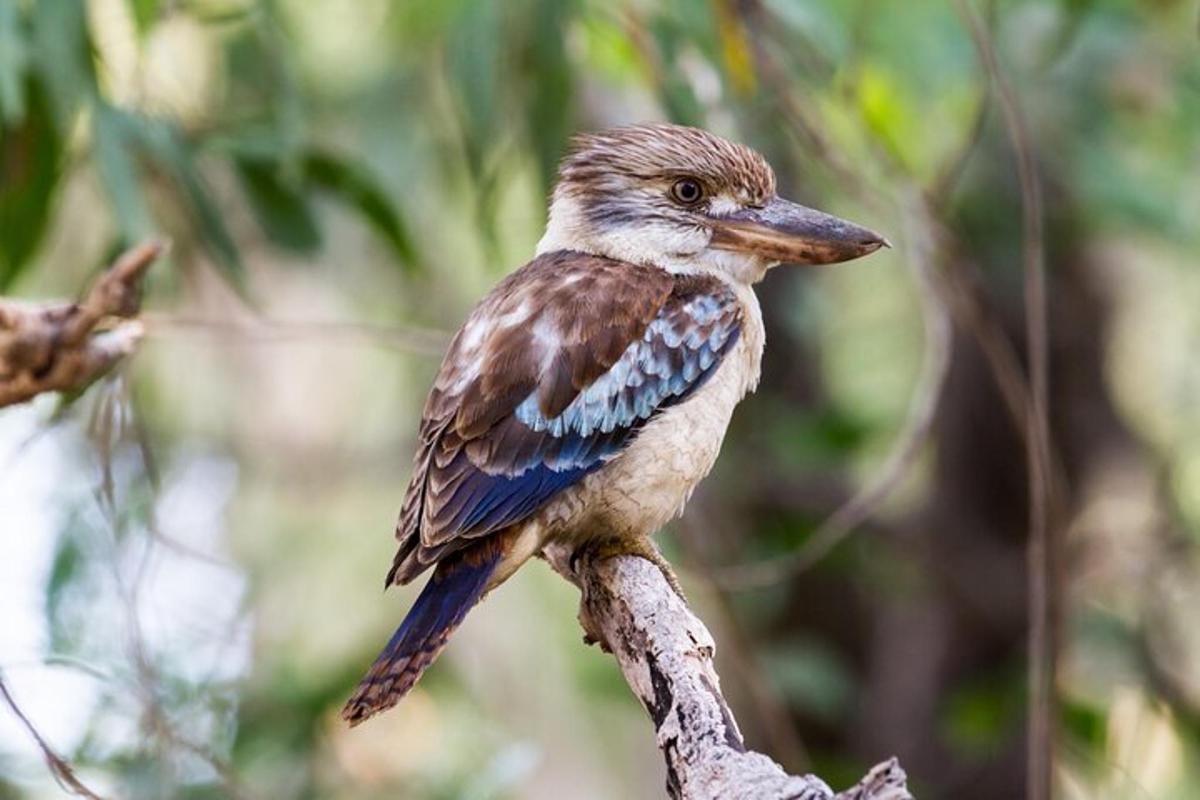 un uccello appollaiato in cima a un ramo di un albero