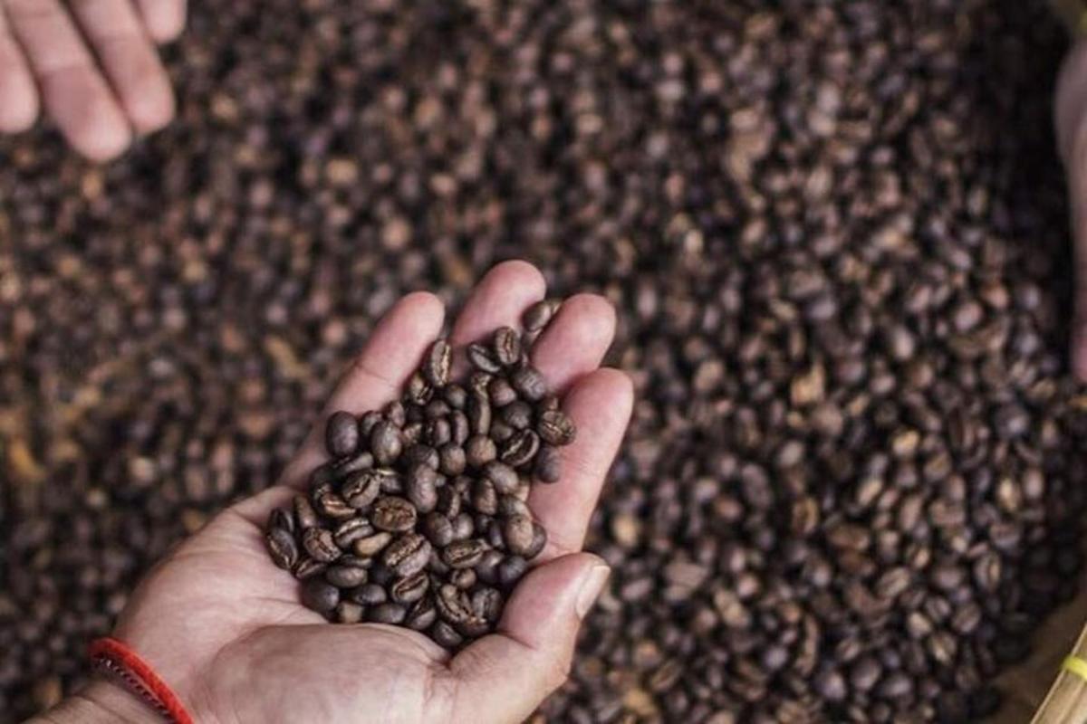 seseorang memegang seikat biji kopi