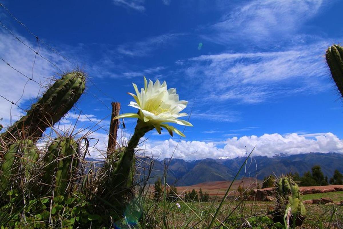 una flor blanca en el costado de un cactus