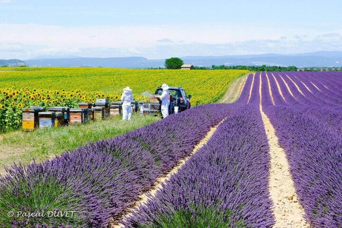 Dos personas de pie junto a un campo de lavanda violeta.