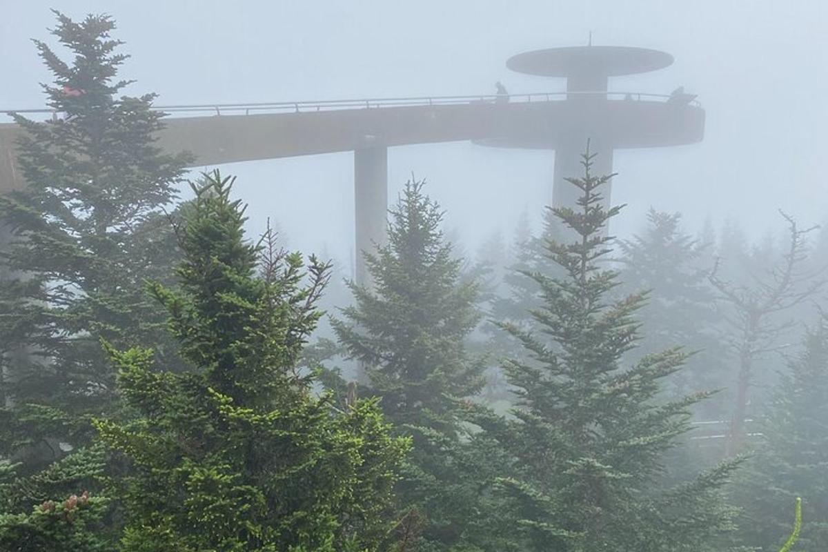 a foggy forest with pine trees and a bridge