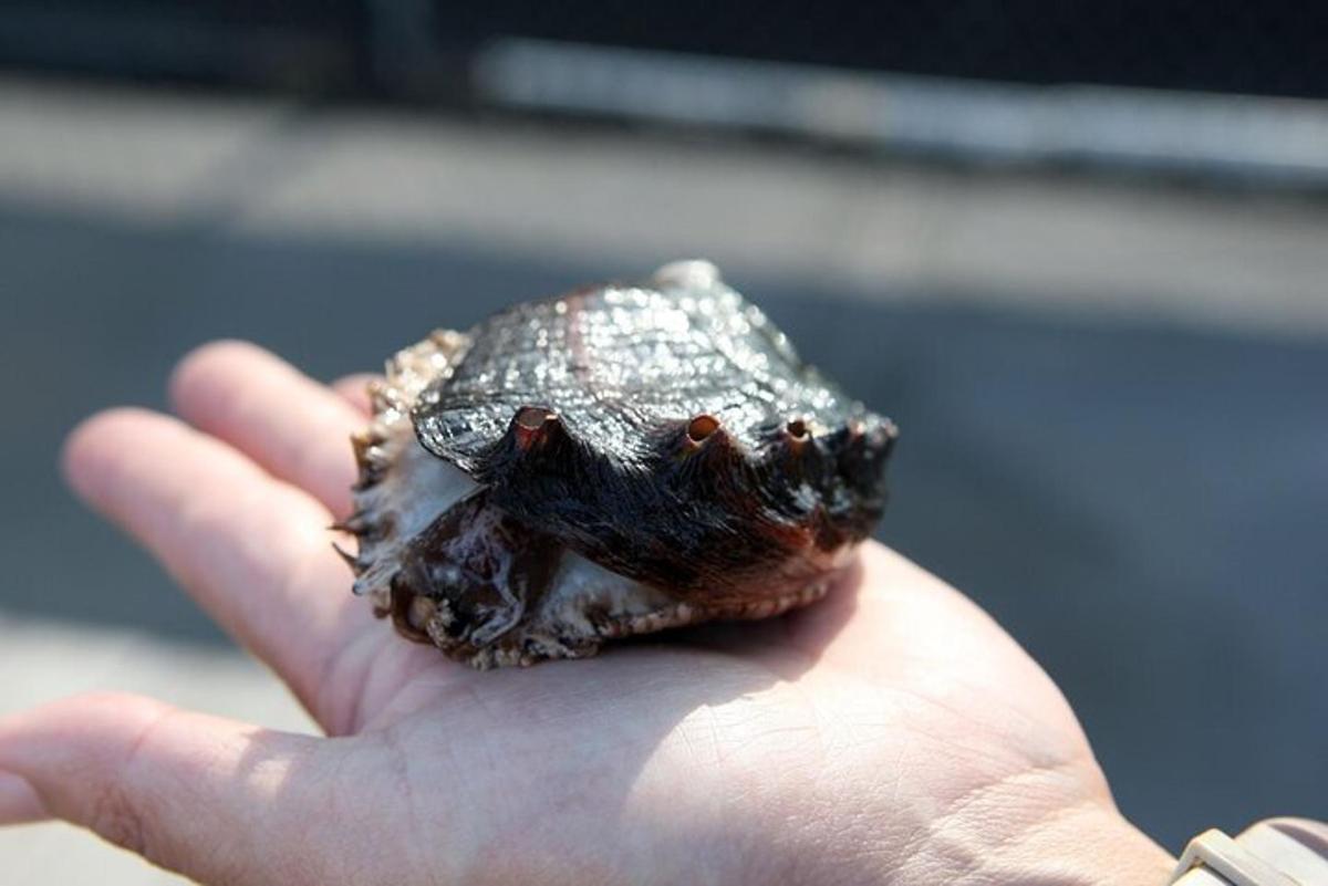 a person holding a small turtle in their hand