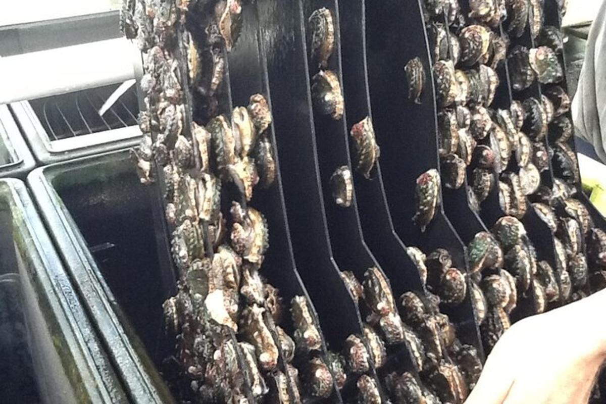 a bunch of beehives hanging on a wall
