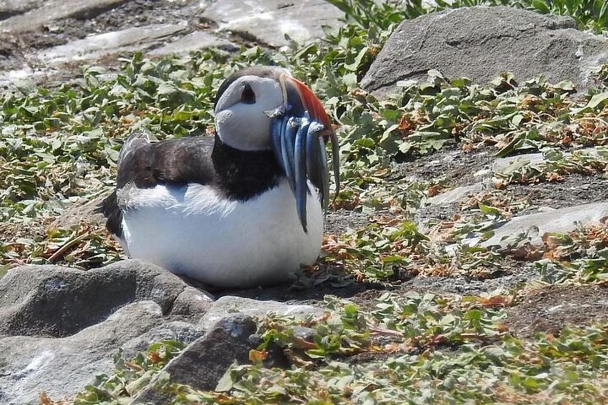 Lankytinos vietos ar pramogos nuotrauka numeris 2