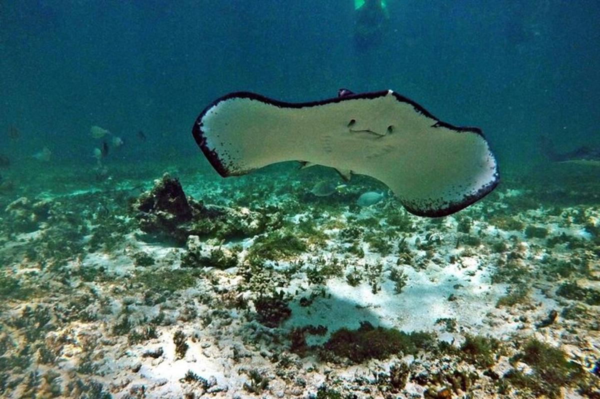 Velký rejnok plave nad korálovým útesem