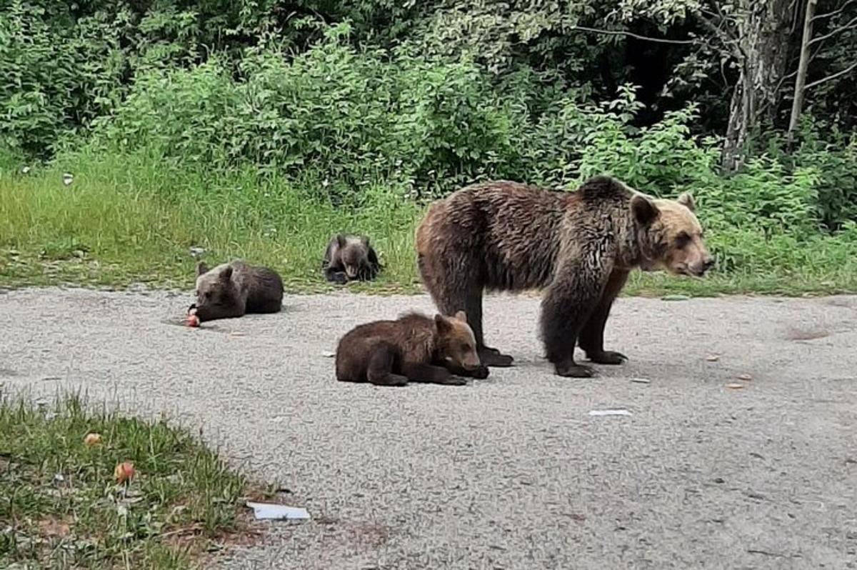 a mother bear and her three cubs in the road