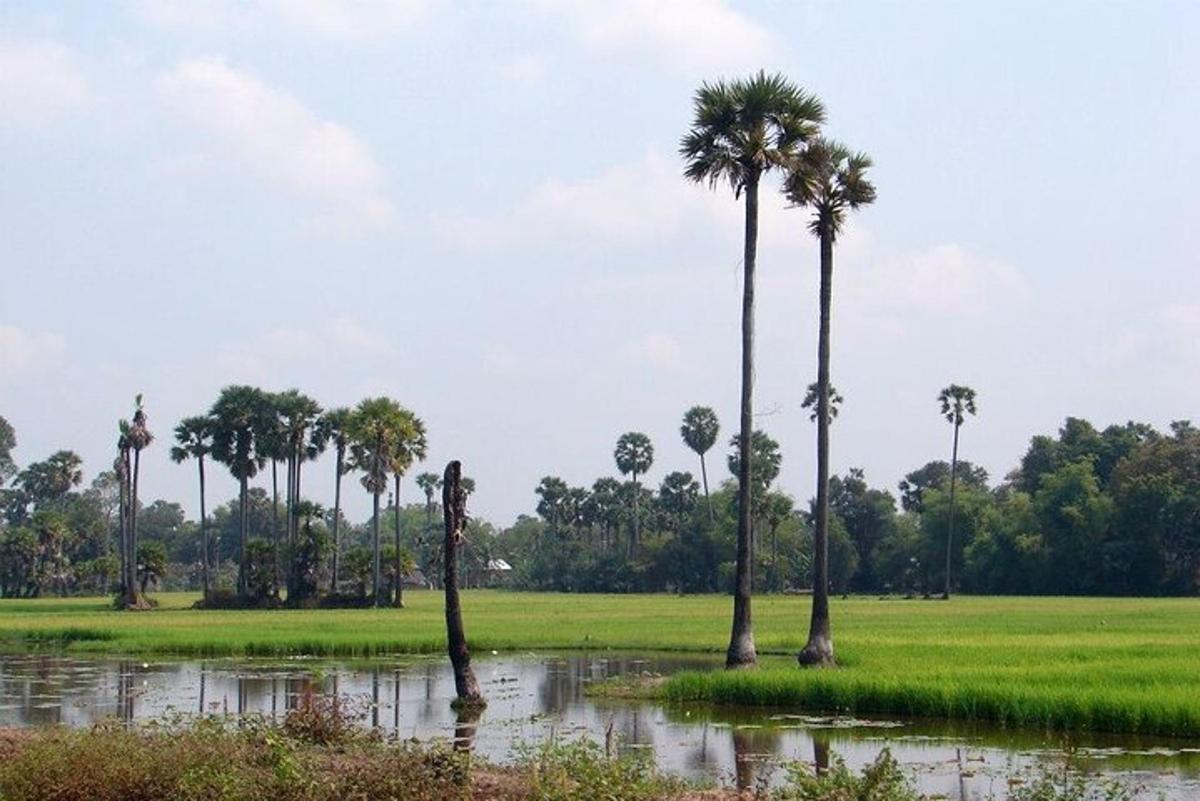 un gruppo di palme in un campo allagato