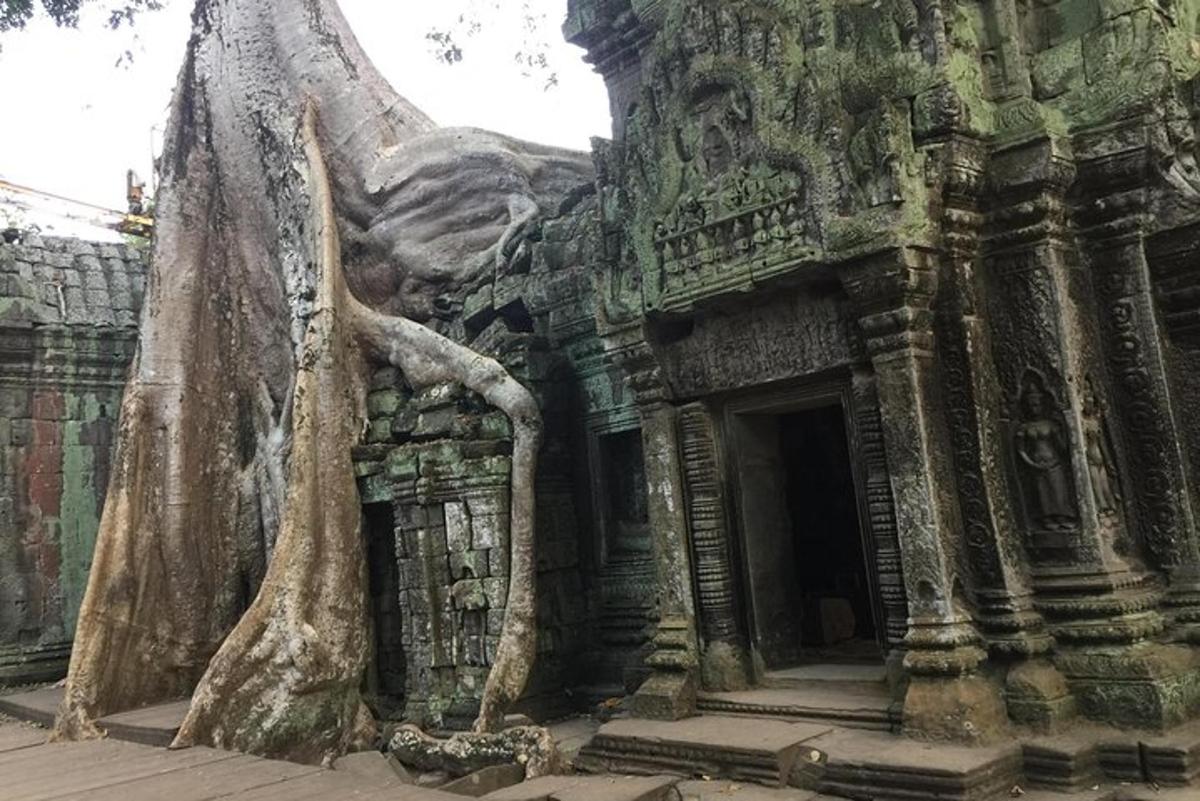 un edificio da cui cresce un albero