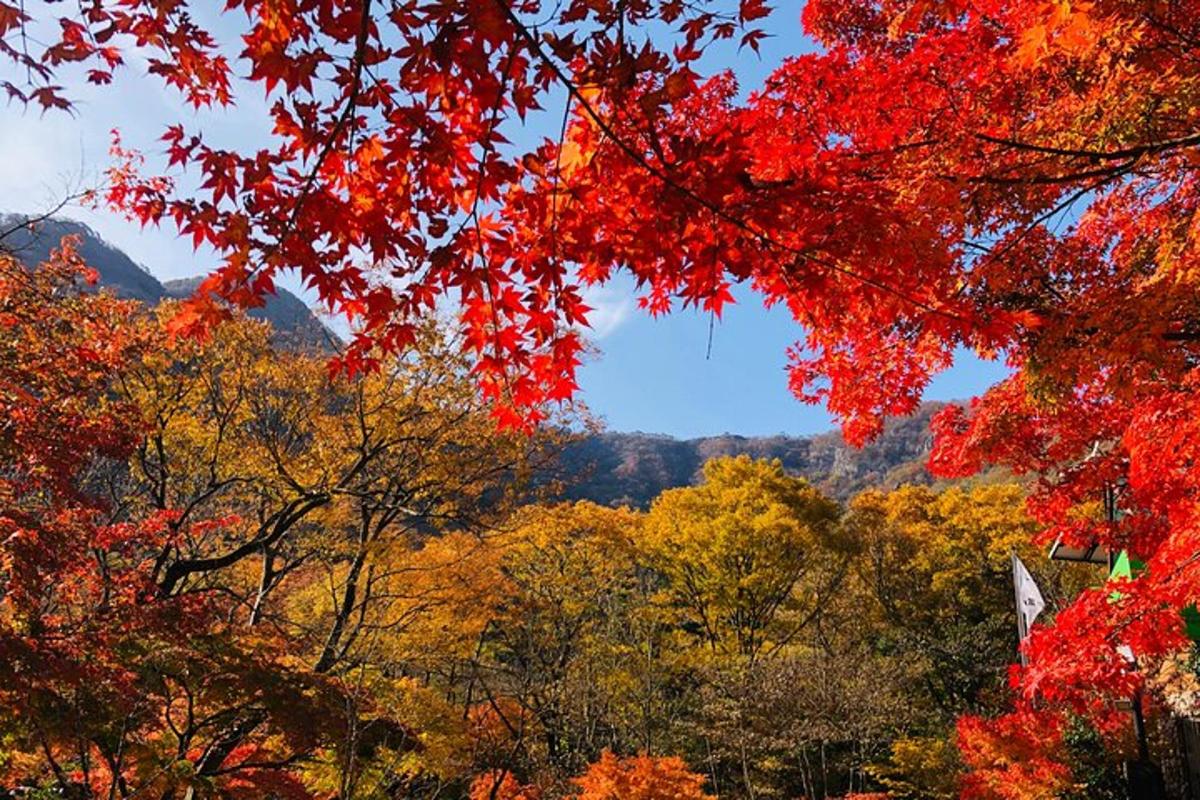 Una vista de un bosque con colores otoñales.