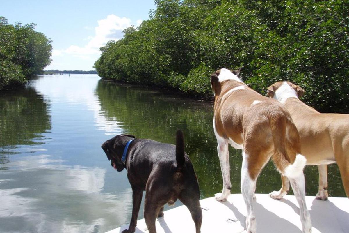 three dogs standing on the edge of a body of water