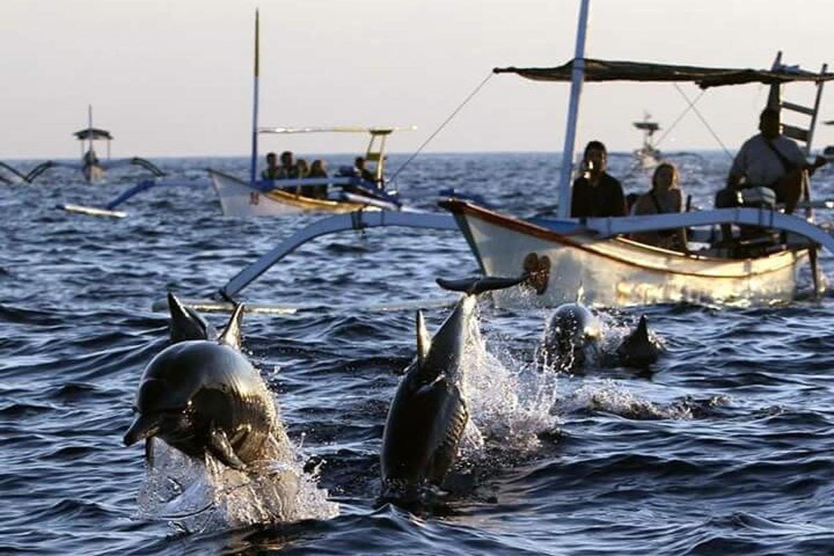 um grupo de golfinhos na água perto de um barco