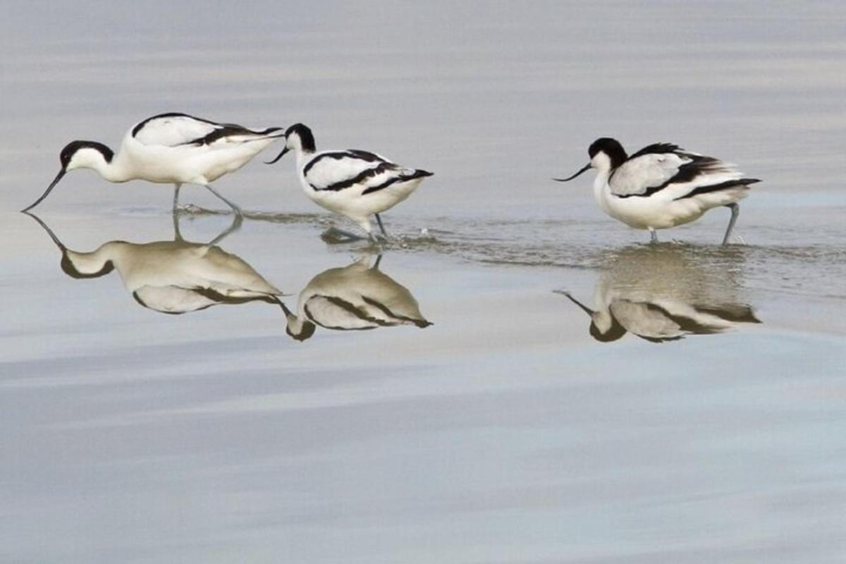 um grupo de pássaros caminhando na praia