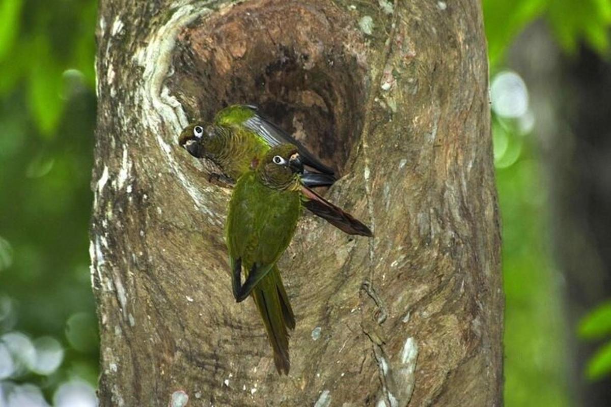um pássaro verde pousado na lateral do tronco de uma árvore