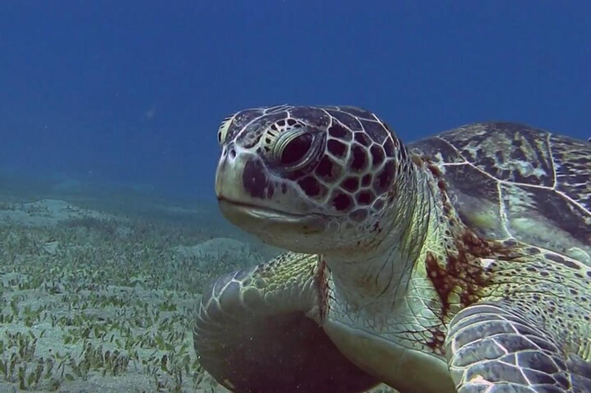 zelená mořská želva plavající v oceánu