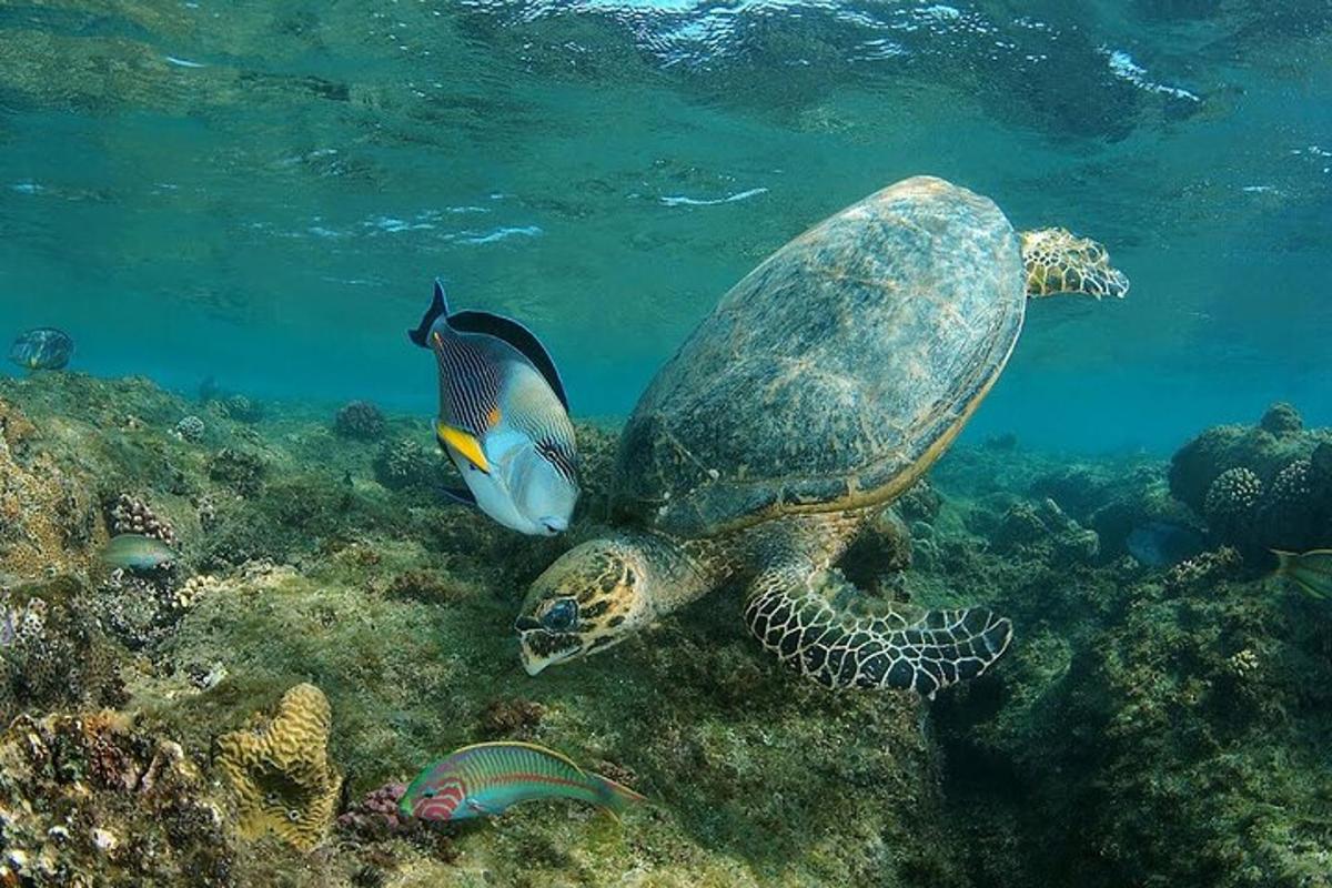 želva a ryba plavající v oceánu