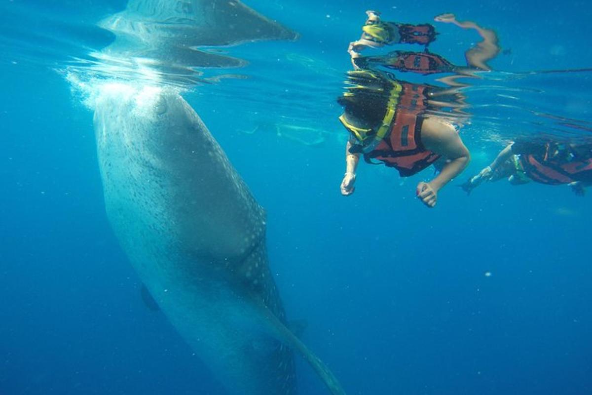 una persona che nuota accanto a uno squalo balena in acqua