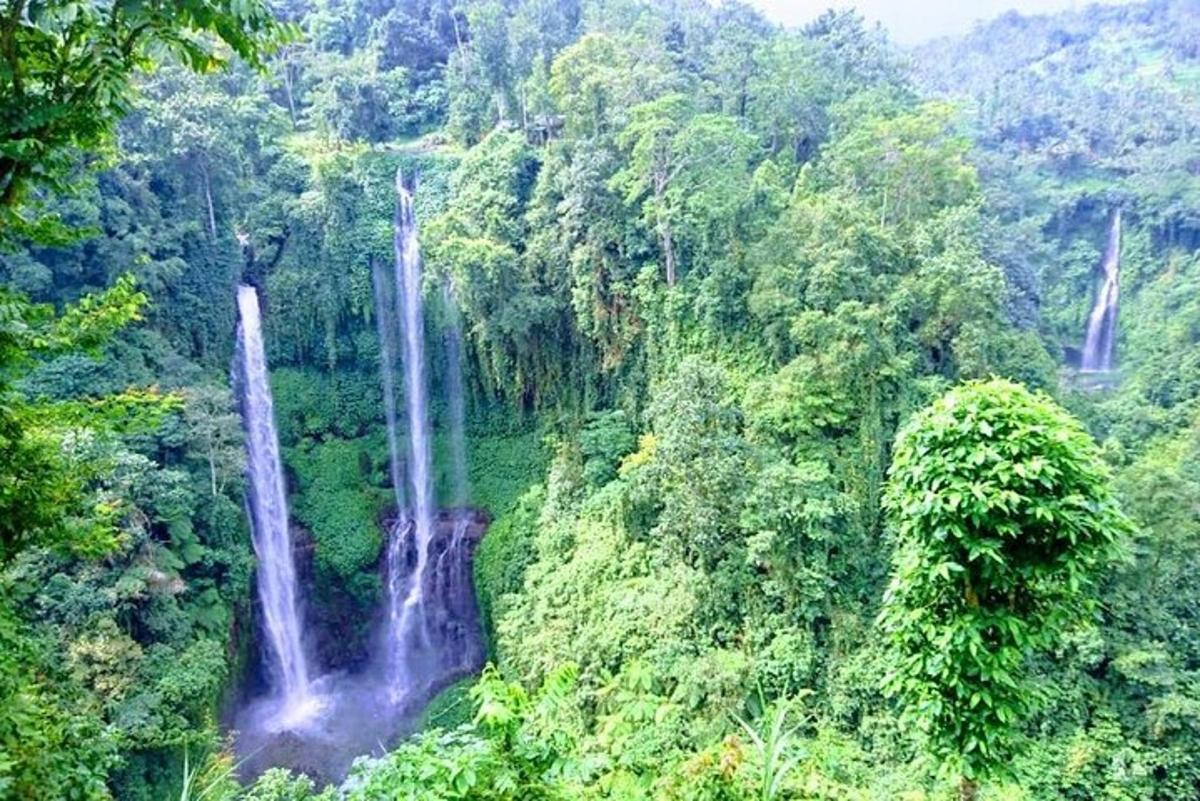 una vista di una foresta con due cascate