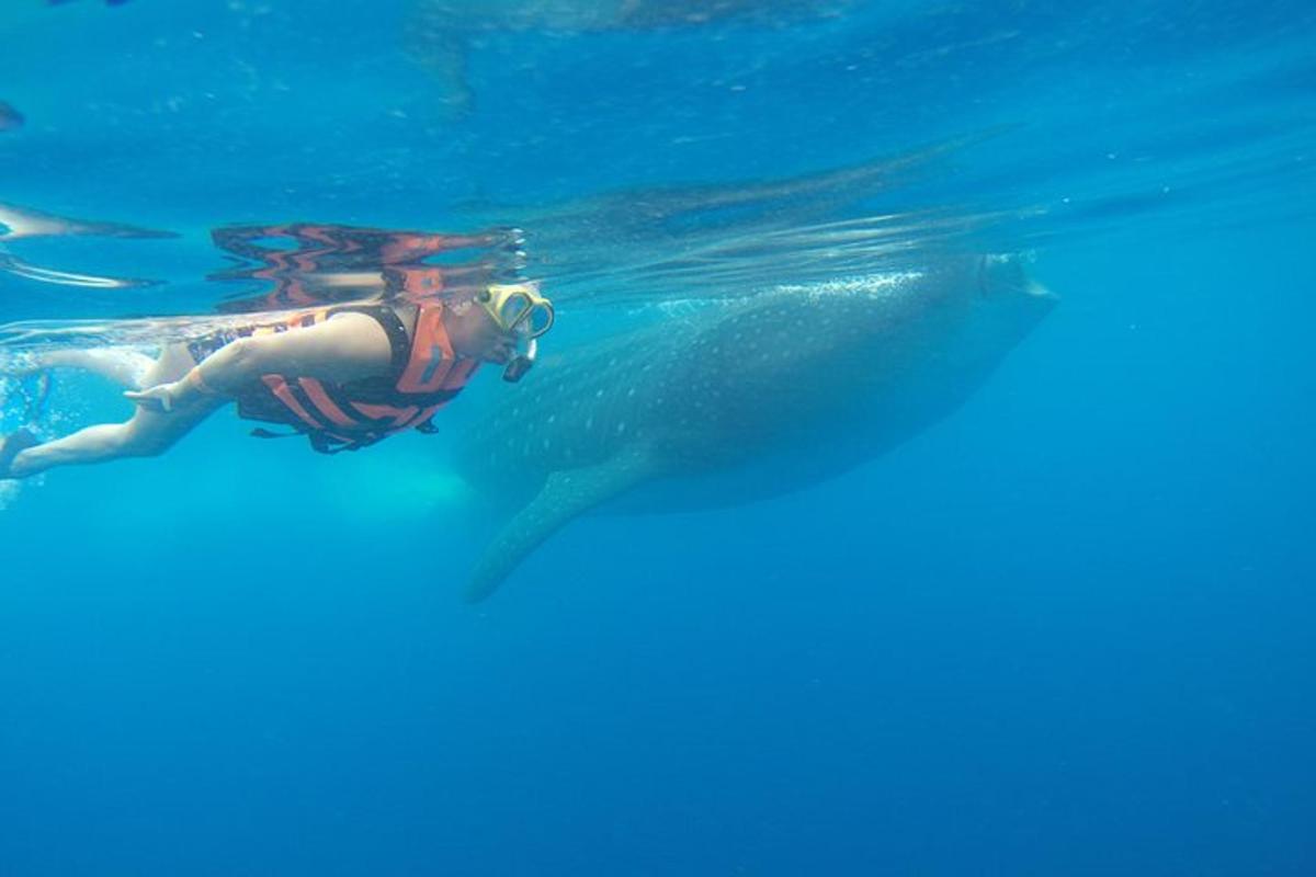 una persona che nuota accanto a uno squalo balena in acqua